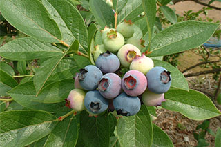 Blueberry farms