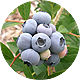 Blueberry Farms